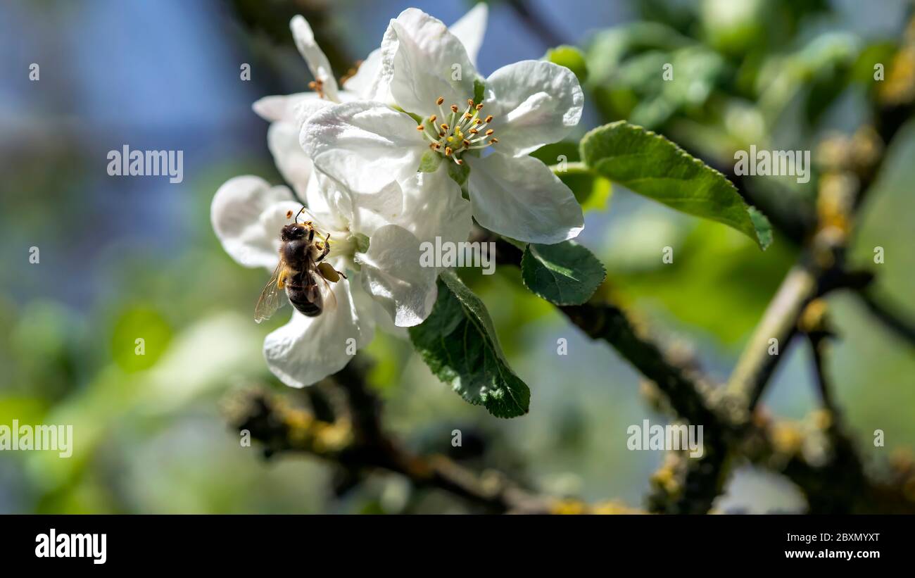 Ape raccolta fiori di mela polline Foto Stock