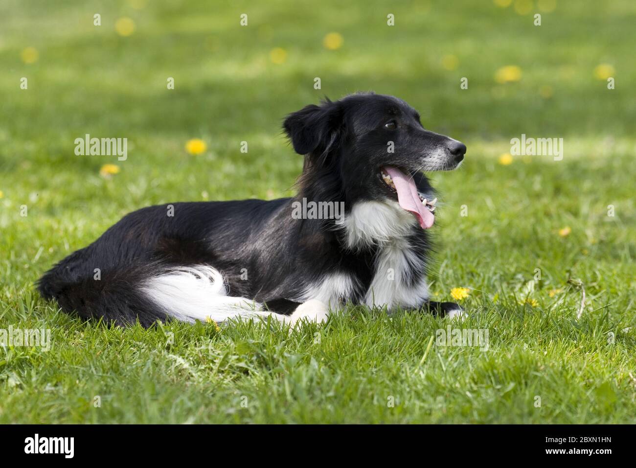 Labrador-Pastore Australiano, cane misto Foto Stock