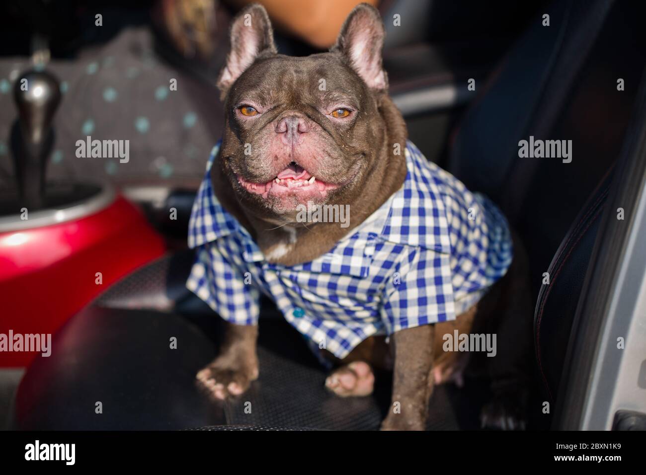 Bulldog francese seduto in auto Foto Stock