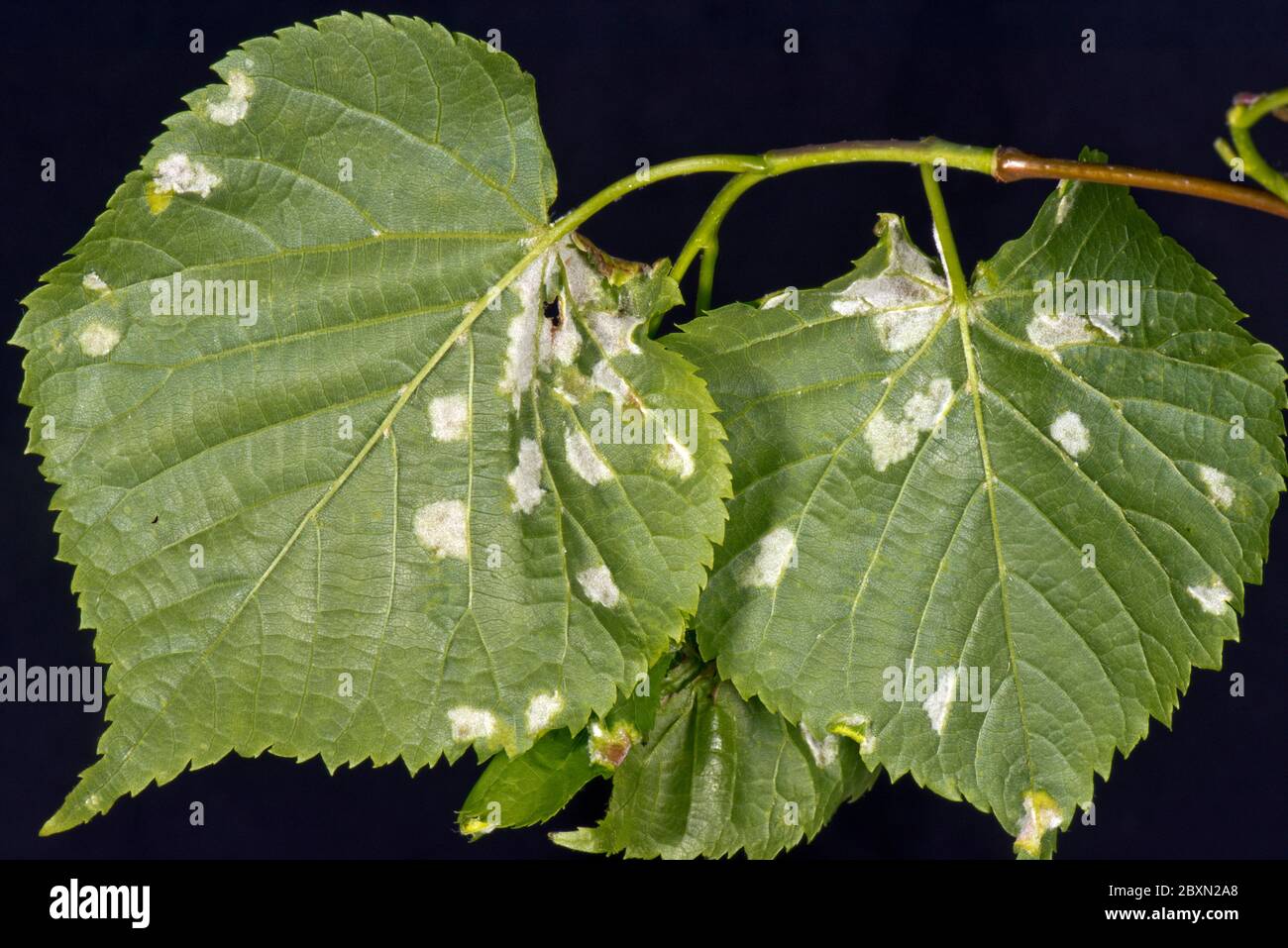 Vesciche bianche di acari di calce feltrate (Eriophyes leiosoma) sulla superficie inferiore delle foglie giovani di calce lievitata (Tilia cordata) Foto Stock