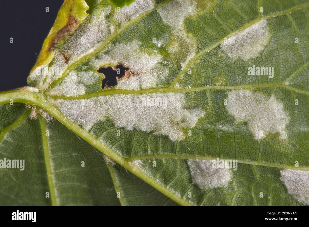 Vesciche bianche di acari di calce feltrate (Eriophyes leiosoma) sulla superficie inferiore delle foglie giovani di calce lievitata (Tilia cordata) Foto Stock