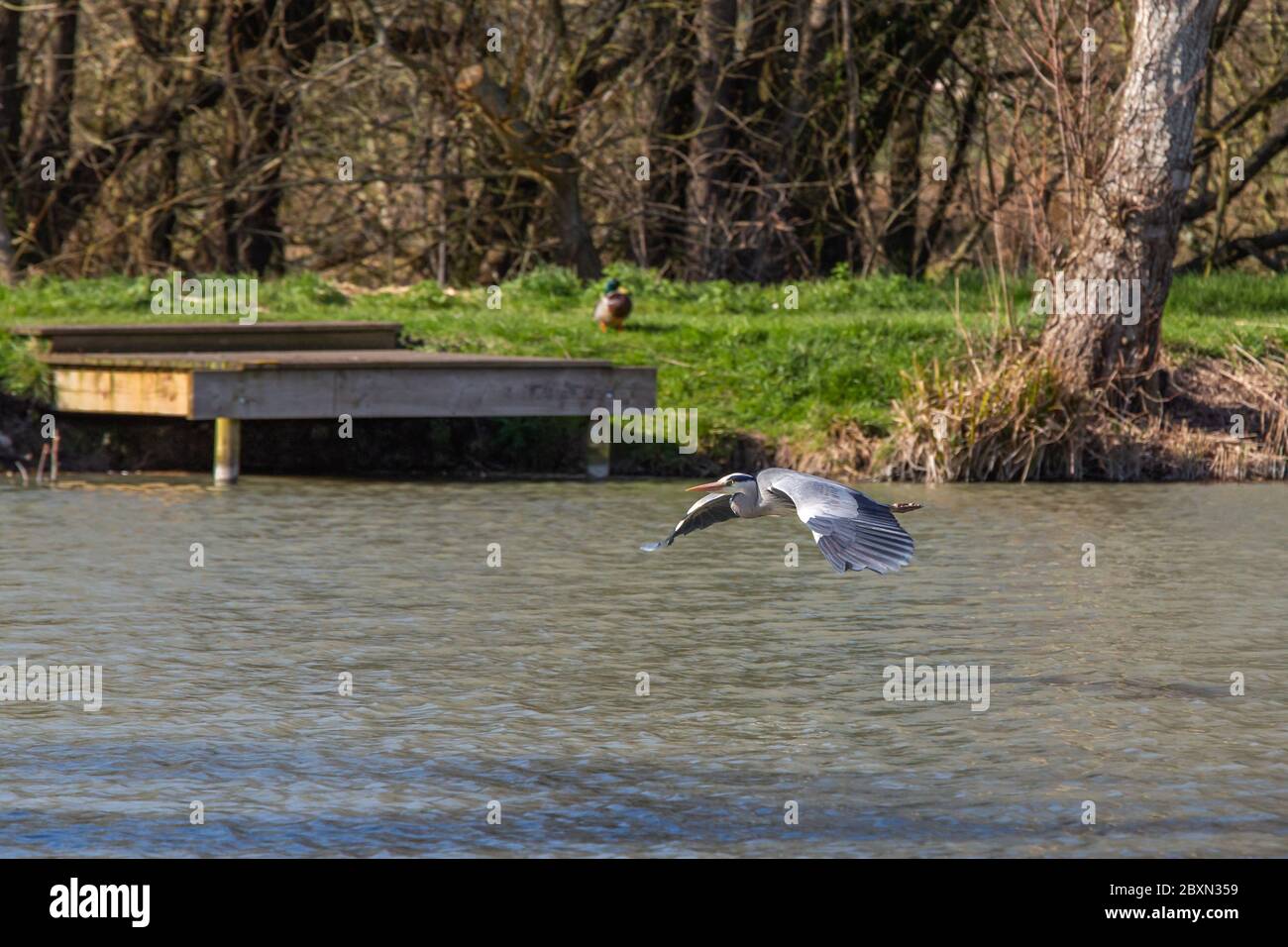 Heron [ Ardea cinerea ] volare basso sulla pesca commerciale Foto Stock