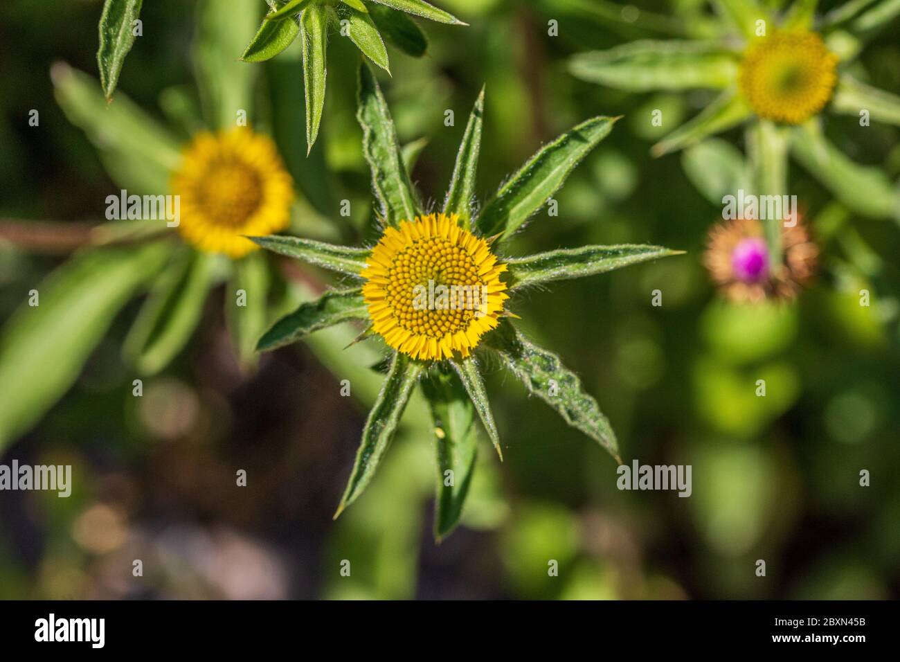 Pallenis spinosa, Spiny Golden Star Flower Foto Stock