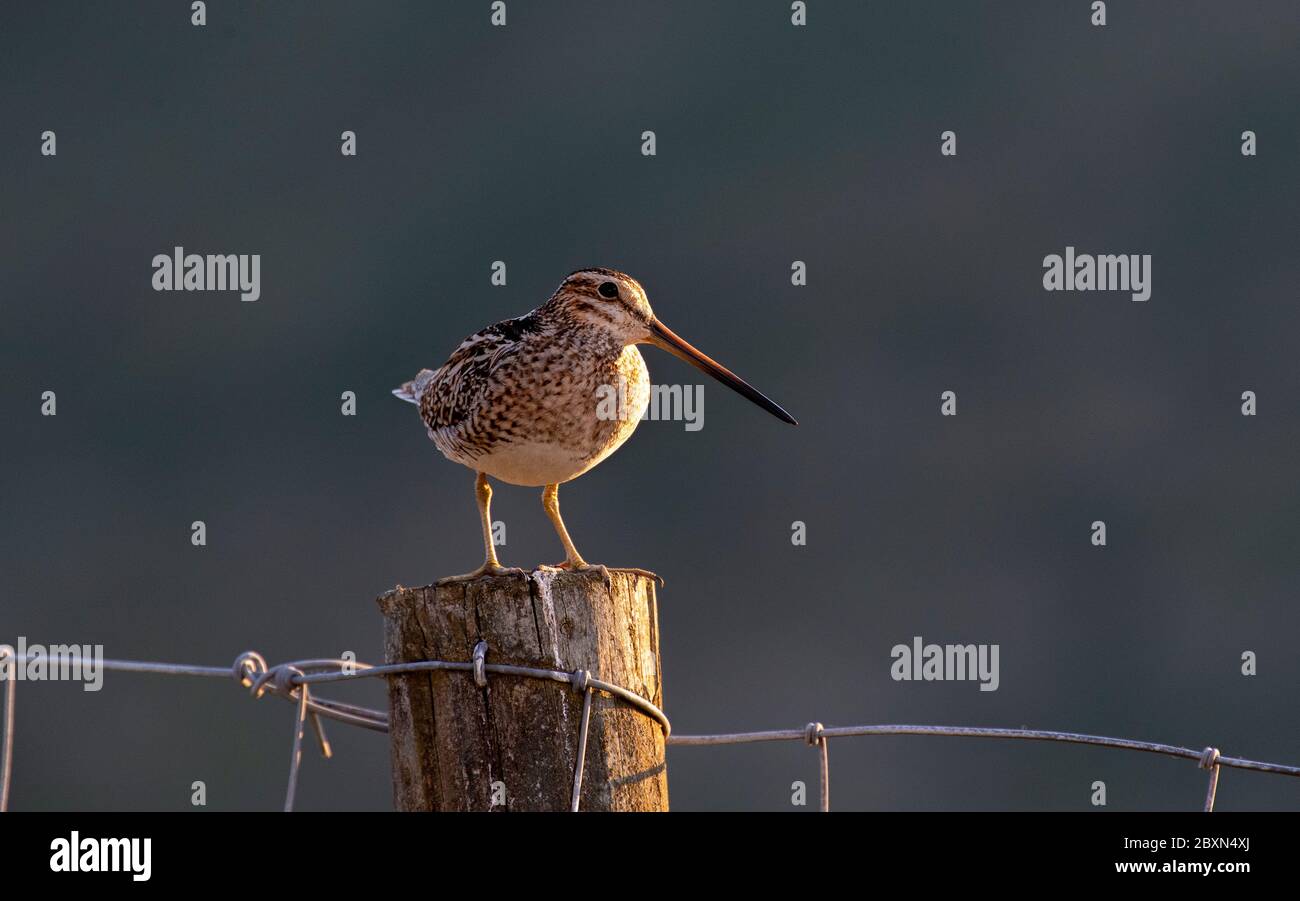 Snipe comune, Gallinago gallinago, arroccato su un palo, illuminato al sole di sera contro le ombre scure del fossato. North Yorkshire, Regno Unito. Foto Stock