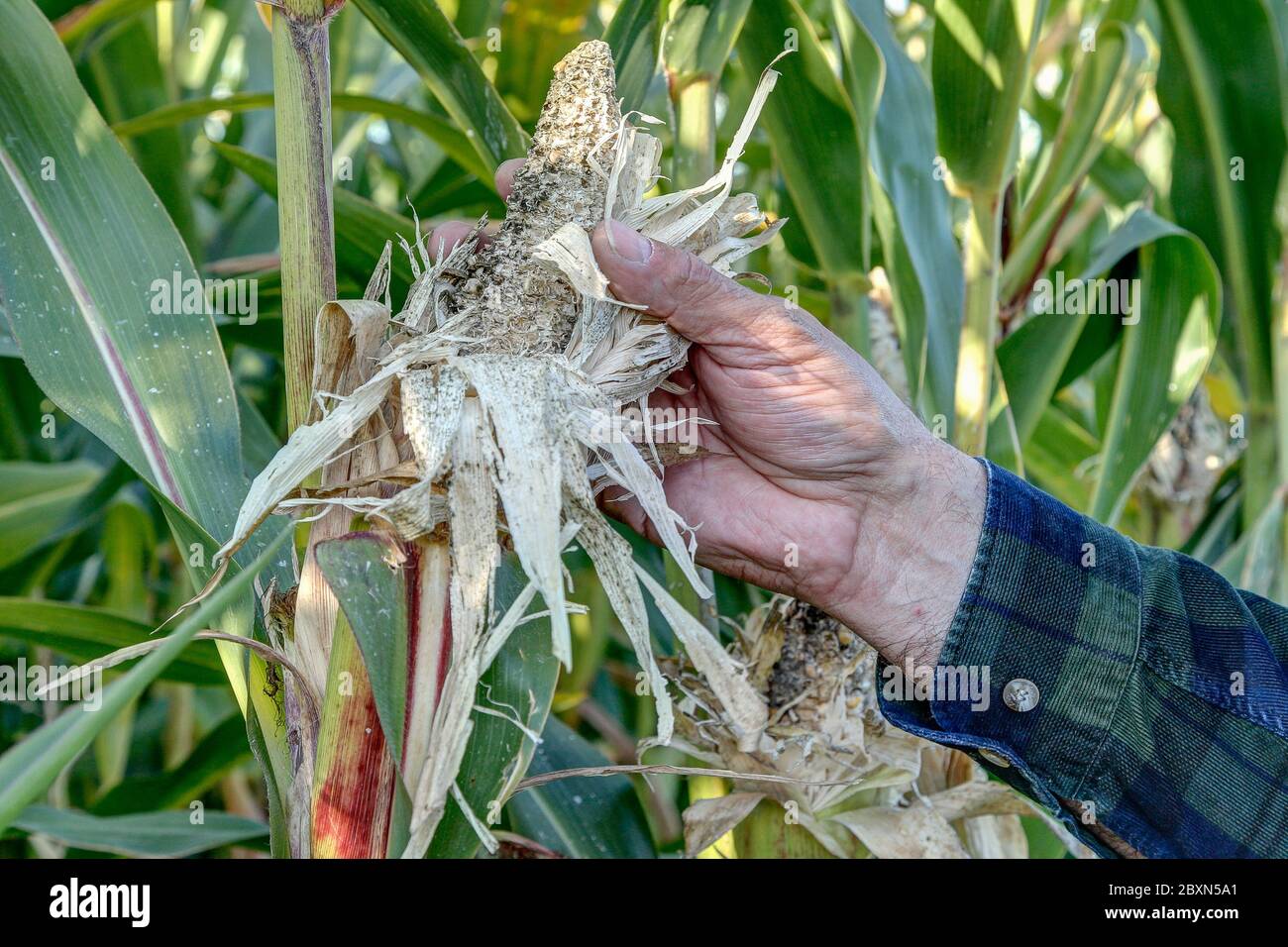 Un cacciatore mostra un corncob eroso da corvi su un campo di mais. Negli ultimi anni, i danni causati dai corvi sono aumentati in agricoltura. Foto Stock