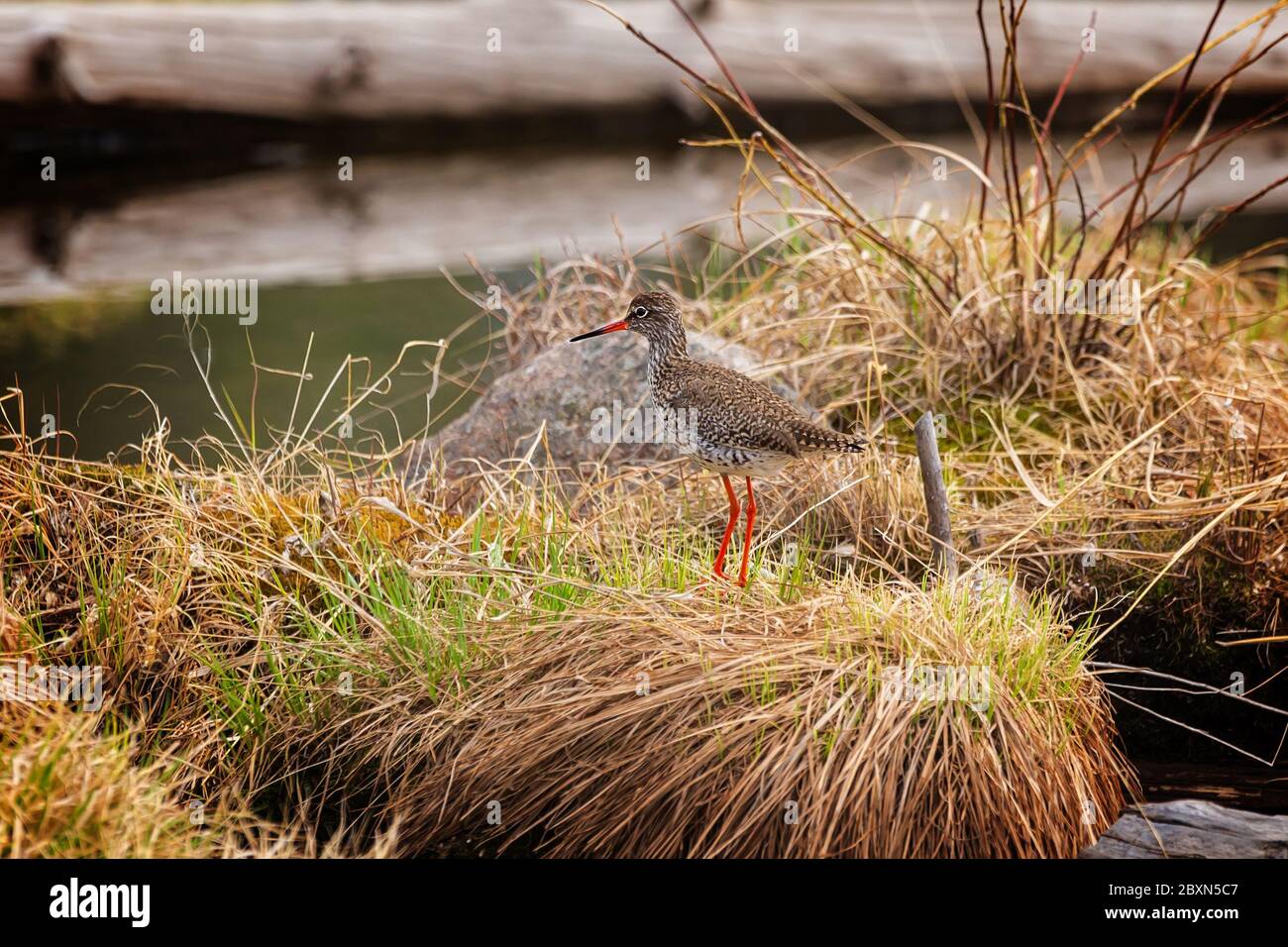 Sandpiper Motley con gambe arancioni e becco tra i calzini di palude Foto Stock