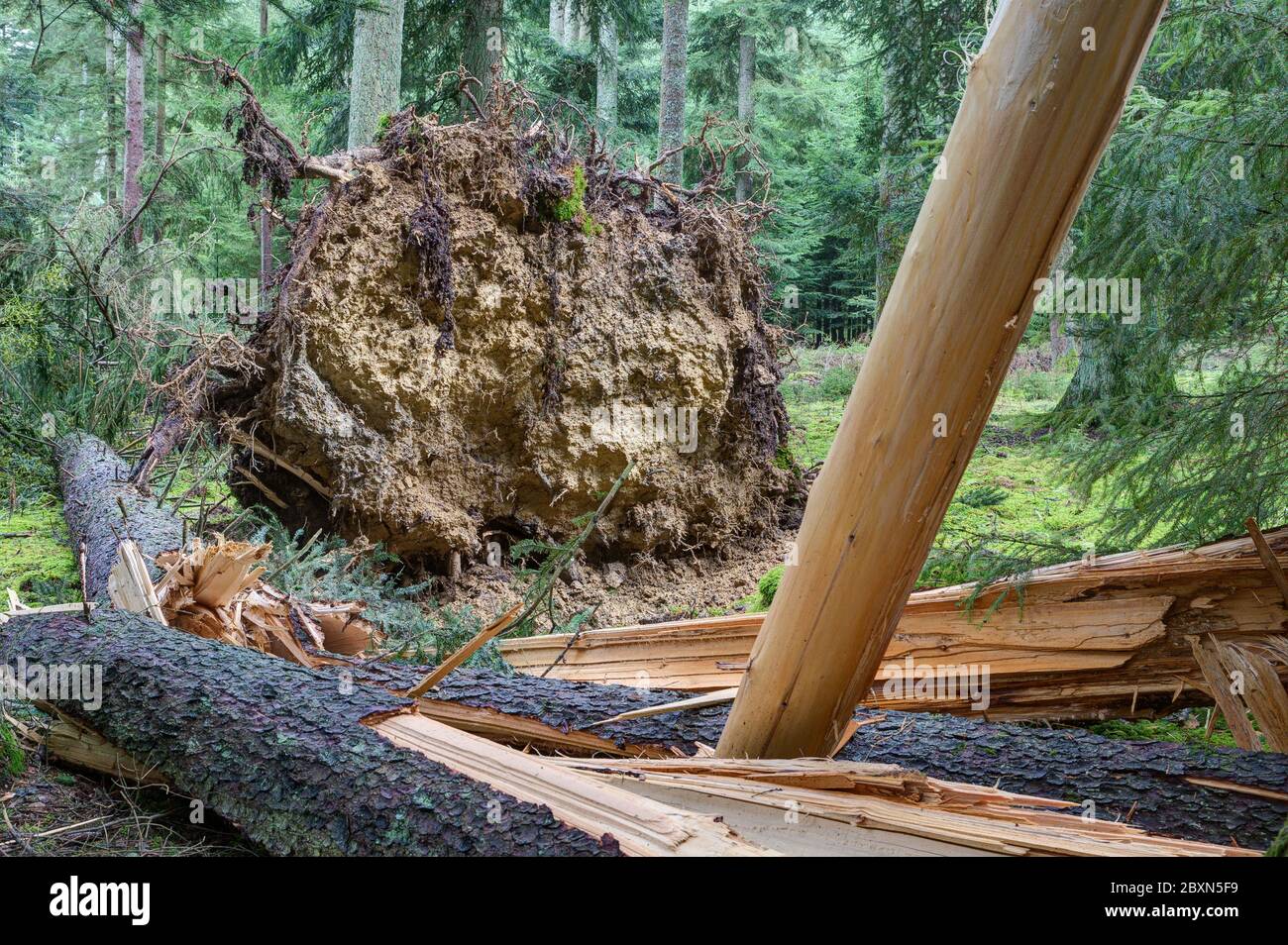 Il cambiamento climatico minaccia le foreste europee. La perdita di legname nelle foreste europee causata dai danni provocati dalle tempeste continua ad aumentare. Foto Stock