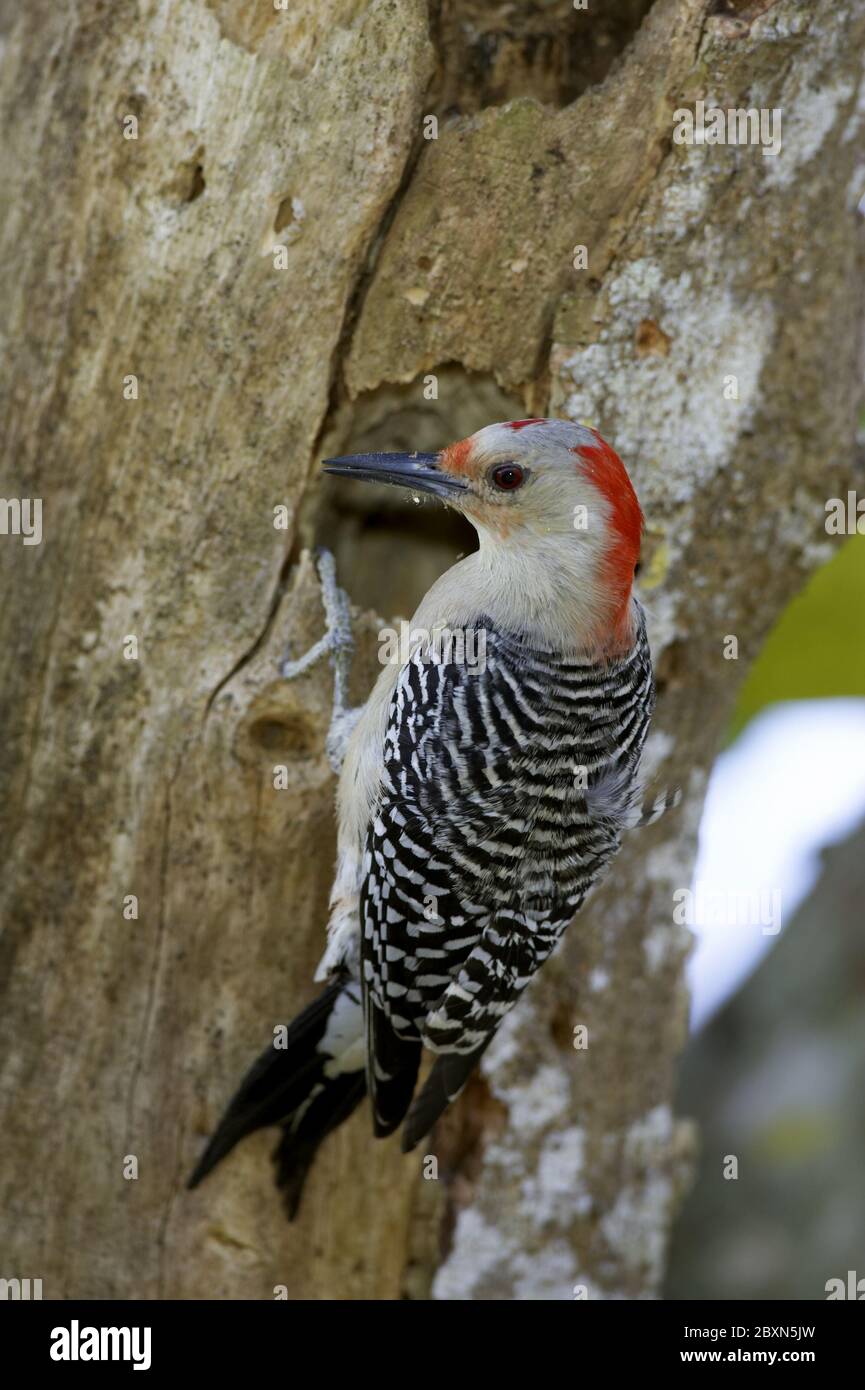 Melanerpes carolinus, Picchio rosso-belluto Foto Stock