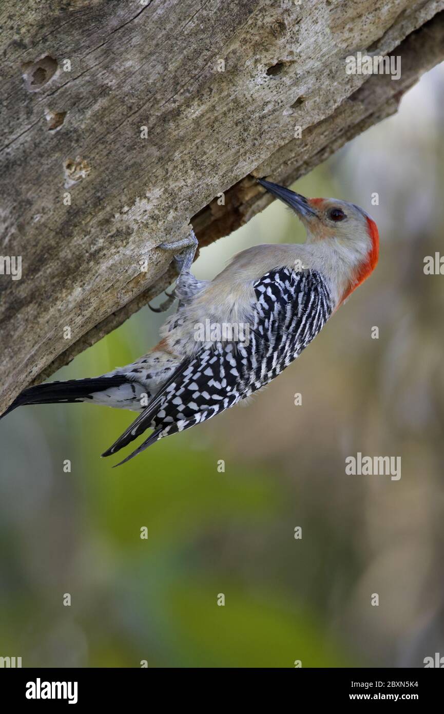 Melanerpes carolinus, Picchio rosso-belluto Foto Stock