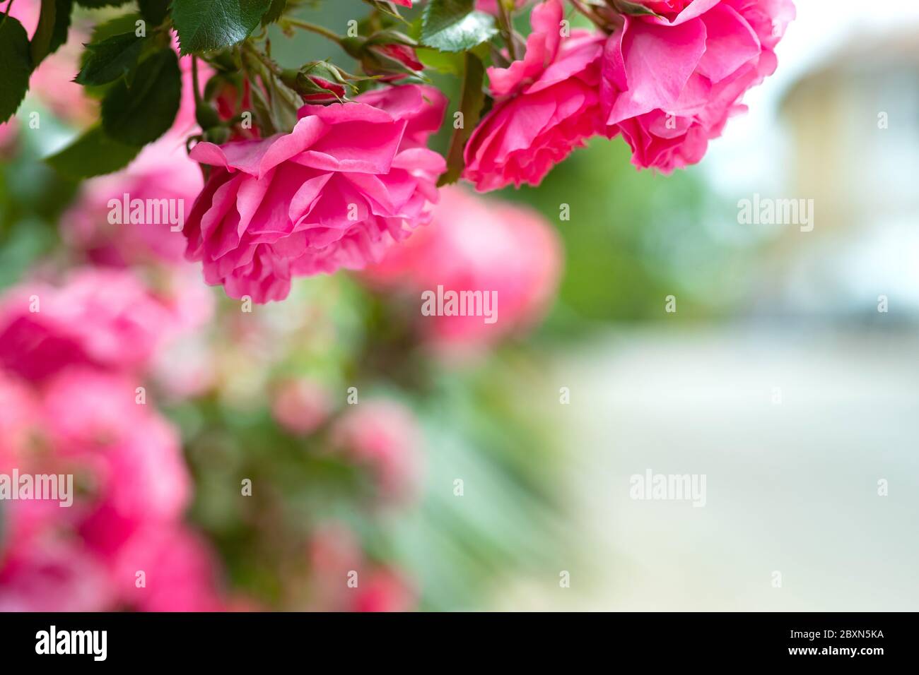 Rose. Cespuglio di rose in natura. Biglietto d'auguri con rose. Foto Stock