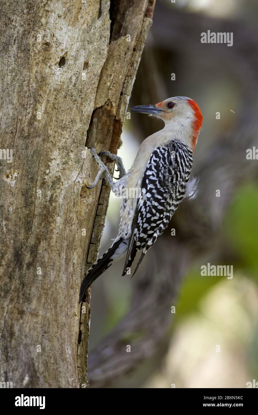 Melanerpes carolinus, Picchio rosso-belluto Foto Stock