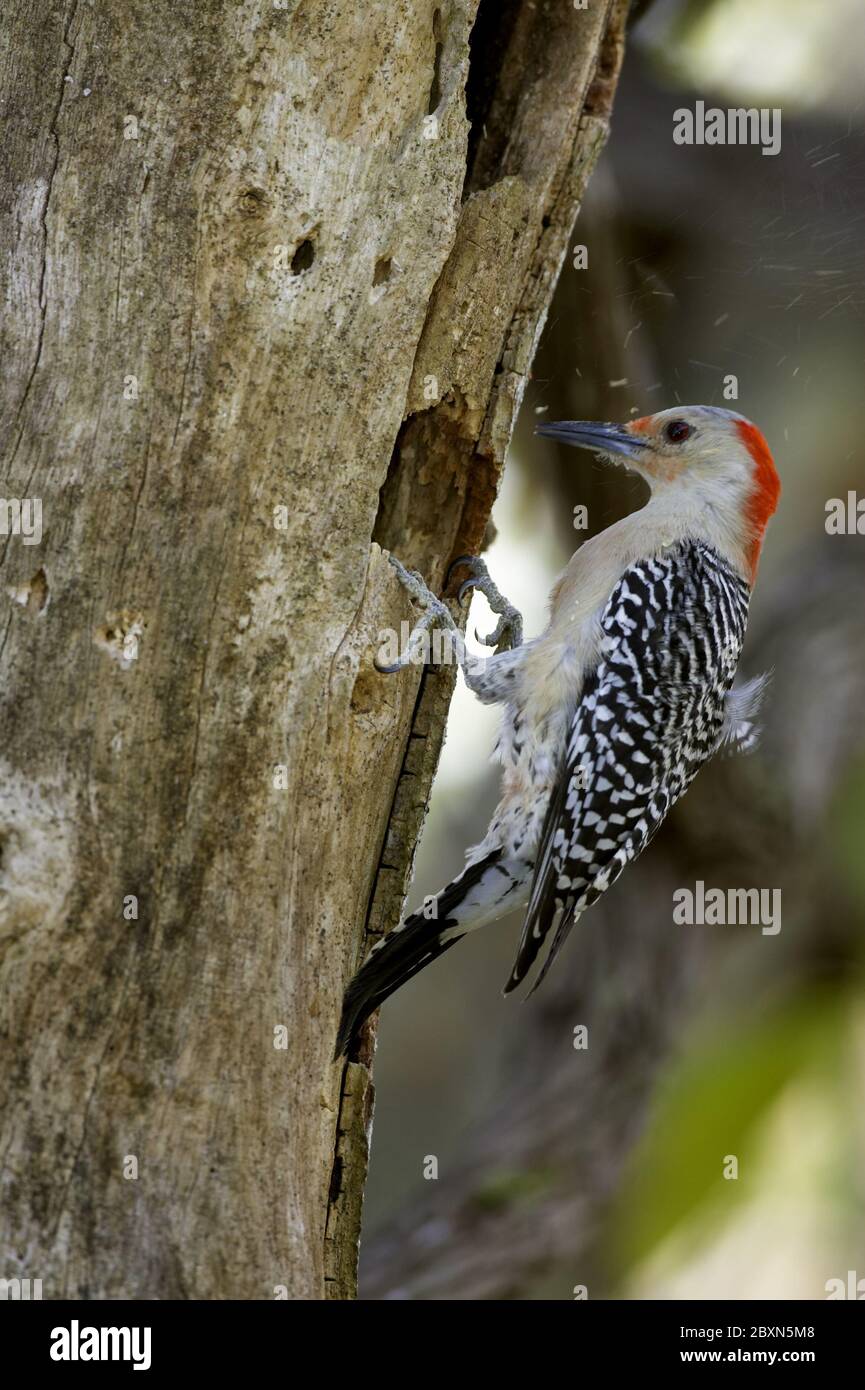 Melanerpes carolinus, Picchio rosso-belluto Foto Stock