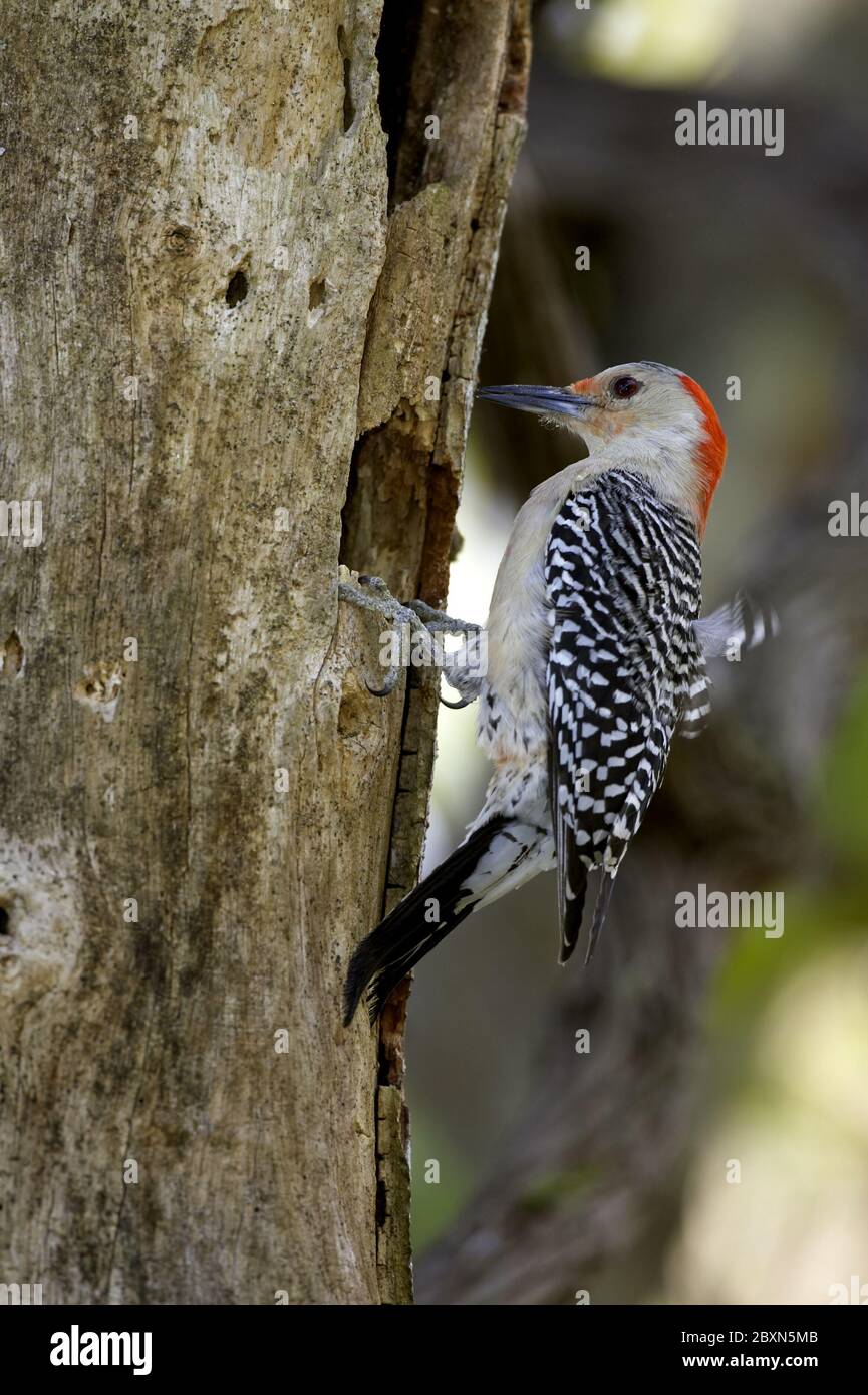 Melanerpes carolinus, Picchio rosso-belluto Foto Stock