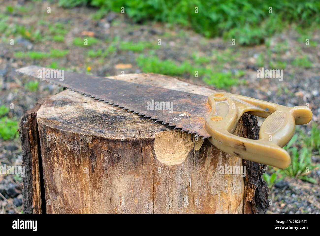 Una sega vecchia e arrugginita ma tagliente giace su un ceppo di un albero segato Foto Stock