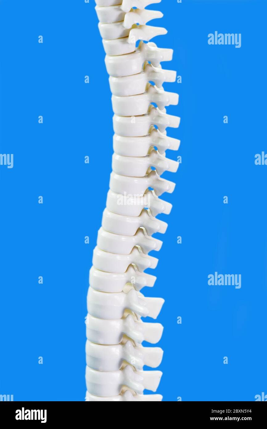 Backbone in dettaglio Foto Stock