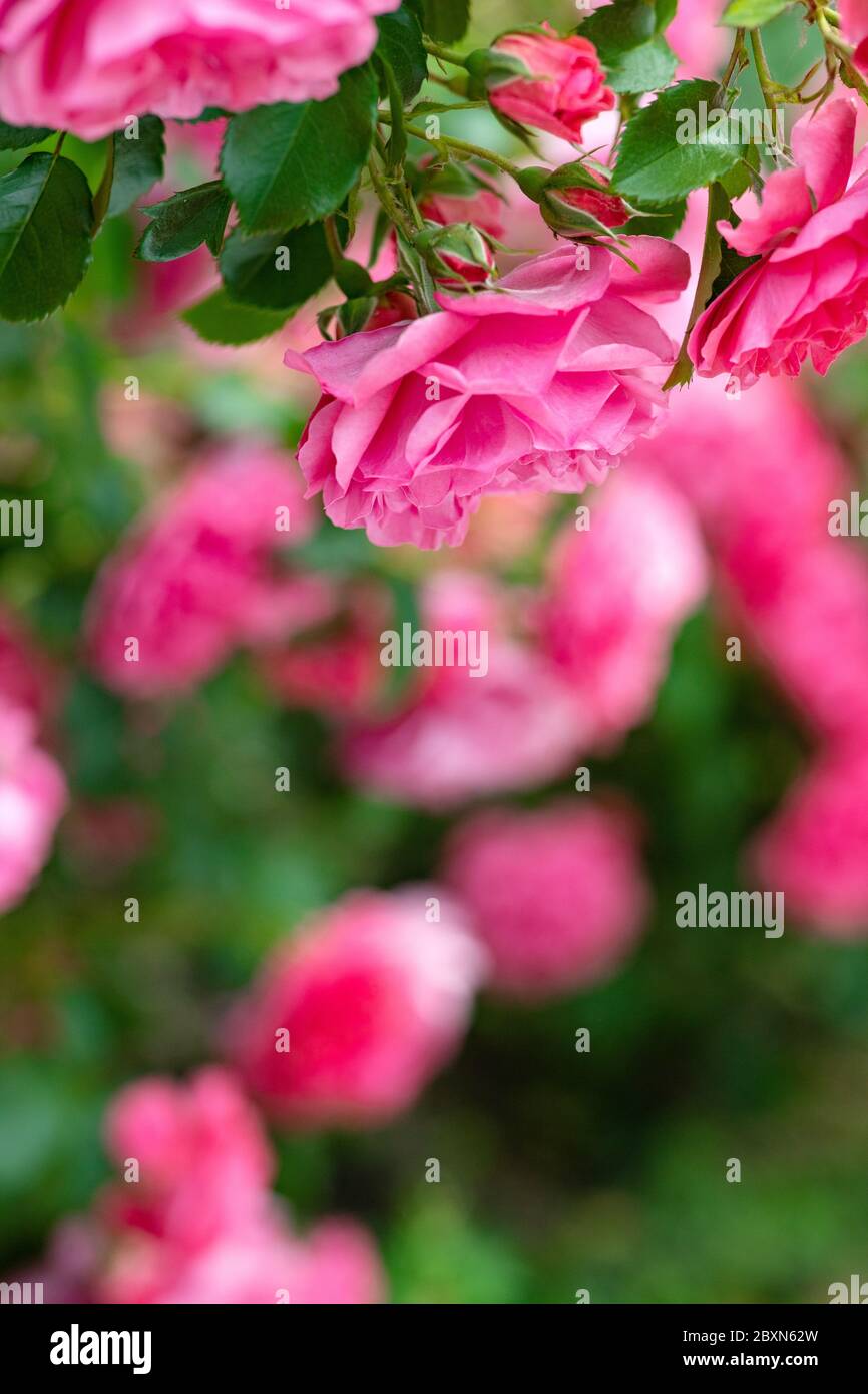 Rose. Cespuglio di rose in natura. Biglietto d'auguri con rose. Foto Stock