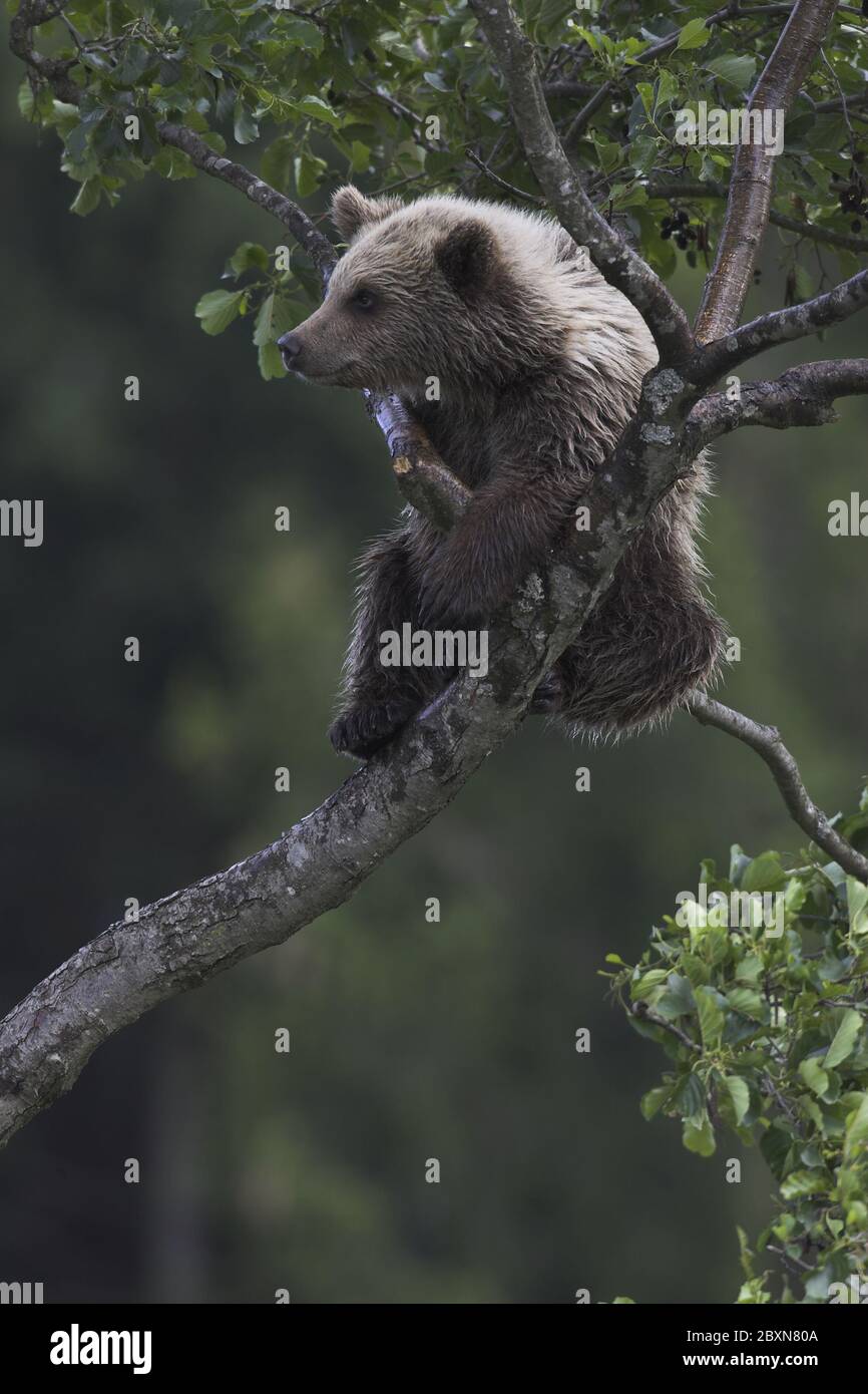 giovane orso bruno europeo, ursus arctos Foto Stock