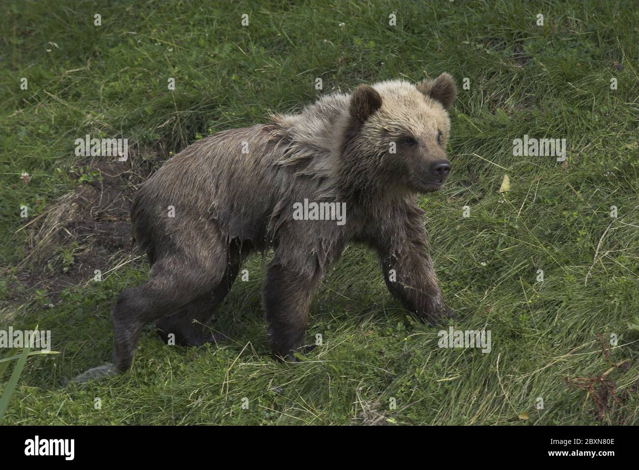 giovane orso bruno europeo, ursus arctos Foto Stock