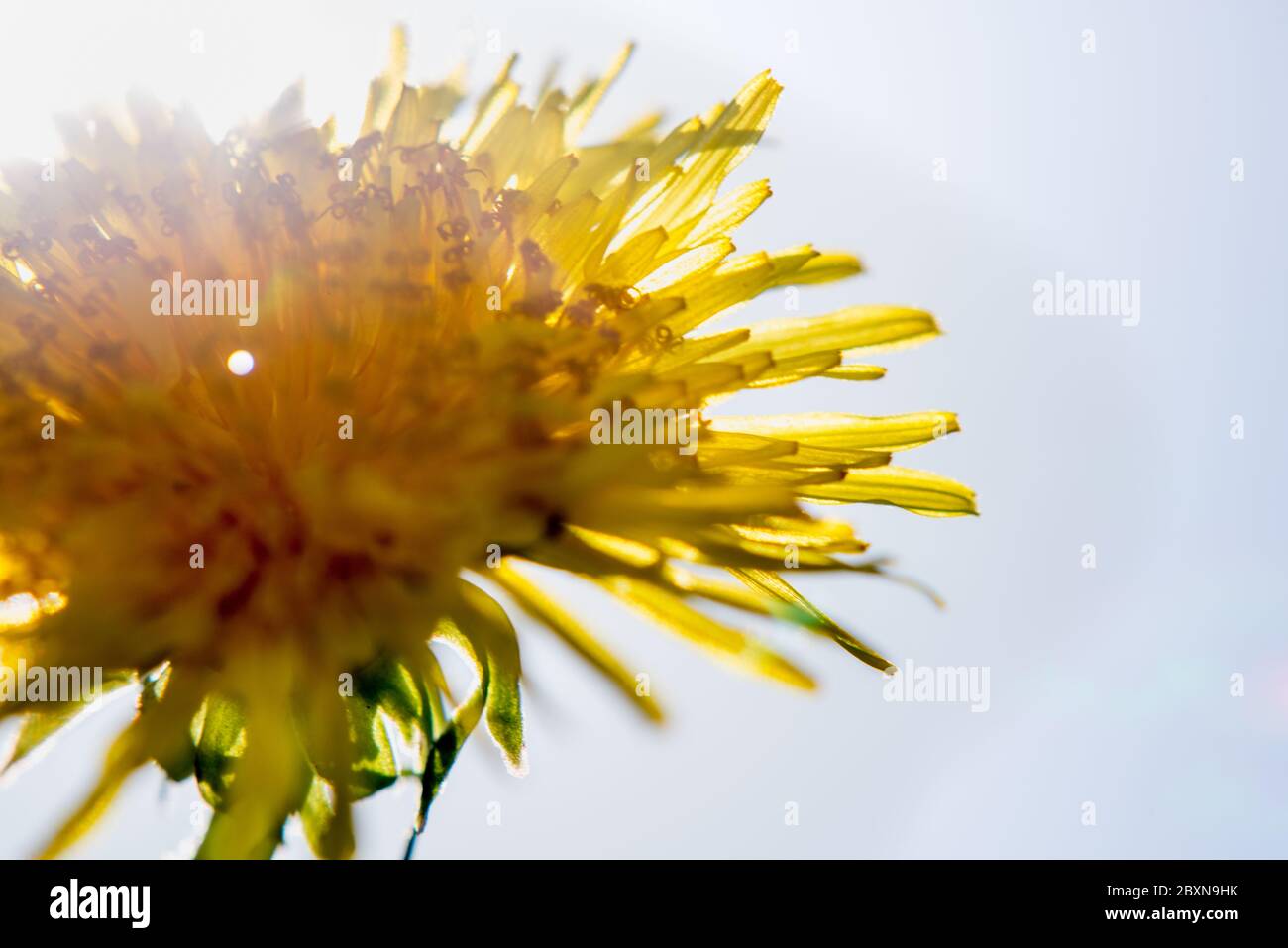 La luce del sole splende da dietro facendo brillare il fiore, in un tipico giardino inglese. Foto Stock