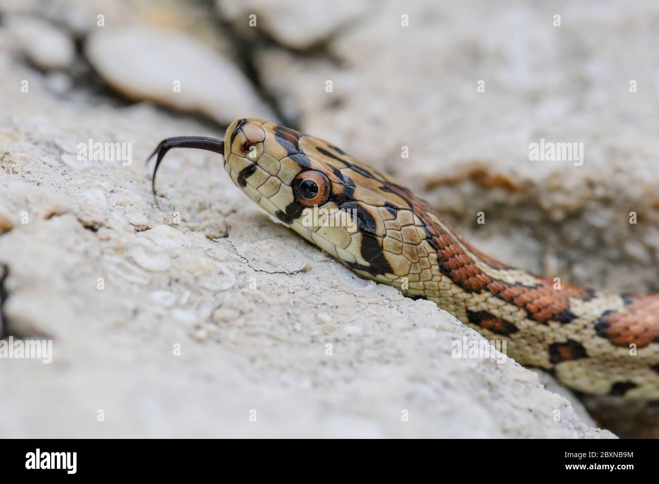 Serpente leopardo - Zamenis situla, bellissimo serpente colorato da rocce e cespugli del Sud Europa, isola di Pag, Croazia. Foto Stock