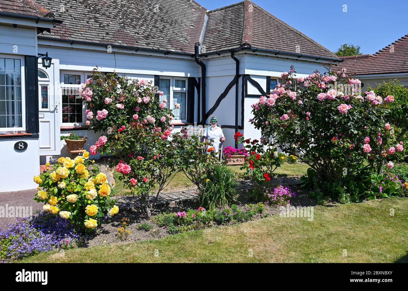 Anziana donna pensionata nei suoi anni 80 tendendo al suo cottage giardino rose UK Foto Stock