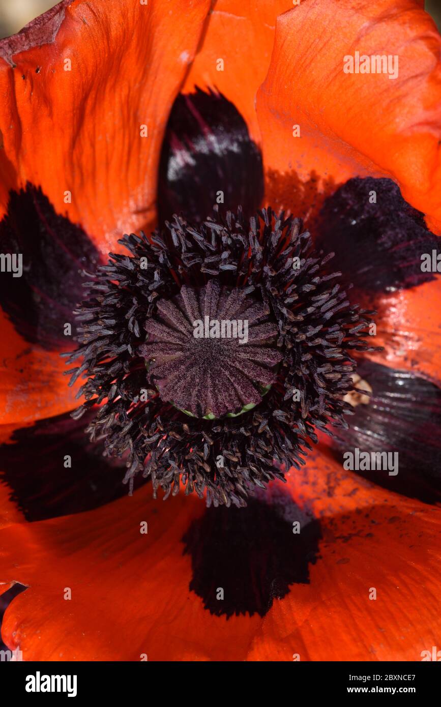 Fiore dettaglio & Stamens di Papaver orientale Rosso papaver orientale Foto Stock