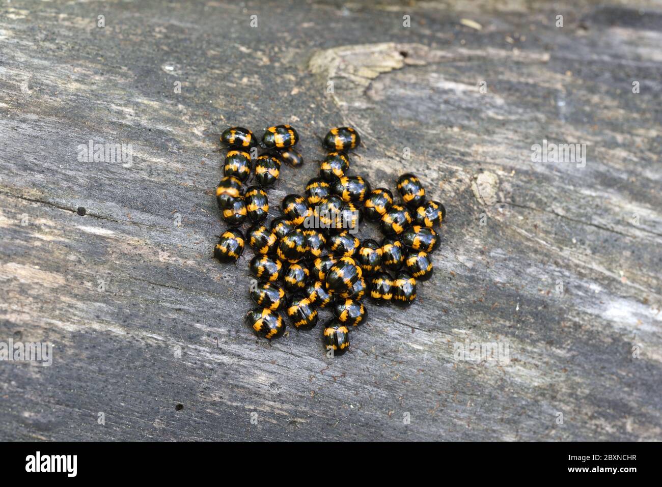 Aggregazione o gruppo di ladybirds di Harlequin, axyridis di Harmonia, aka ladybeetles asiatici, ladybirds asiatici multicolore o ladybeetles di Halloween Foto Stock
