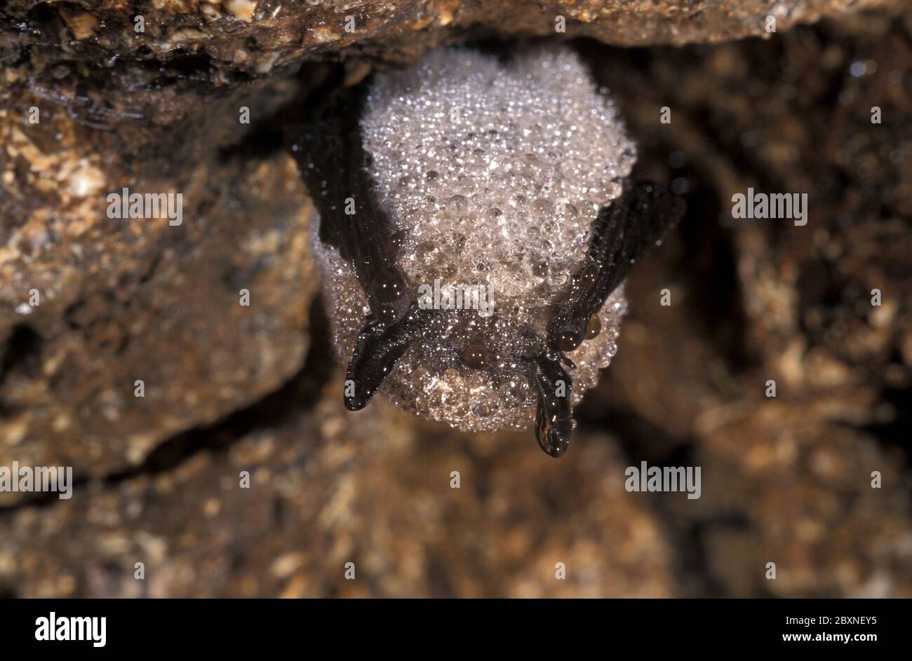 Myotis mystacinus, Microbati Whiskered Foto Stock