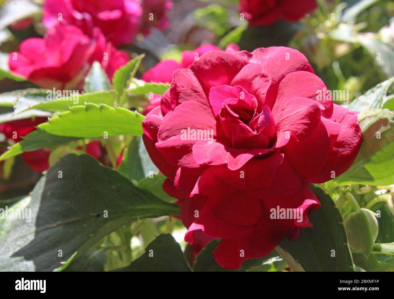 Le profonde fioriture rosse di Impatiens walleriana fiesta 'Bonita Burgundy'. Una varietà inconsueta a doppia fioritura della pianta di Busy Lizzie comune. Foto Stock