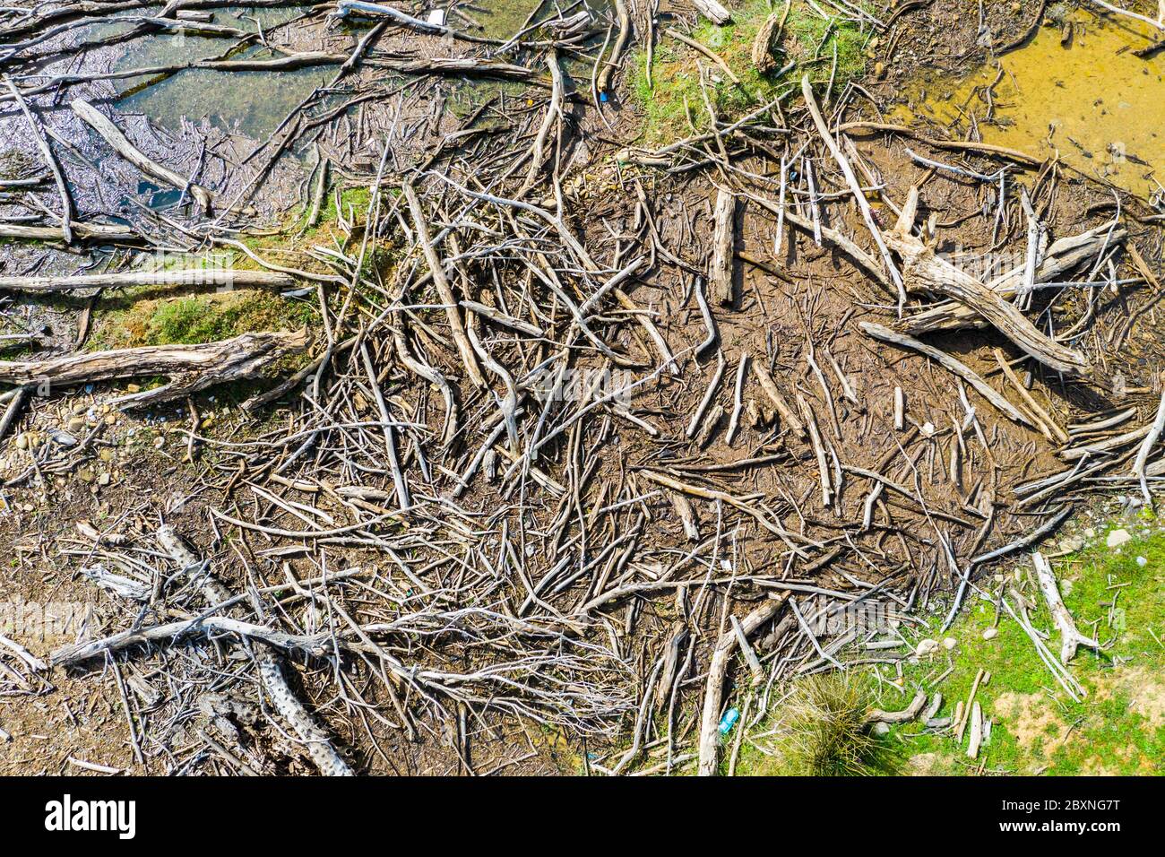 Alberi morti su una riva. Vista aerea. Foto Stock