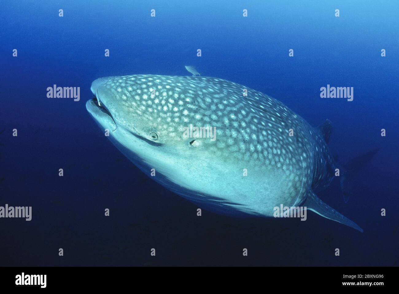 Walhai, Rhincodon typus, squalo balena Foto Stock