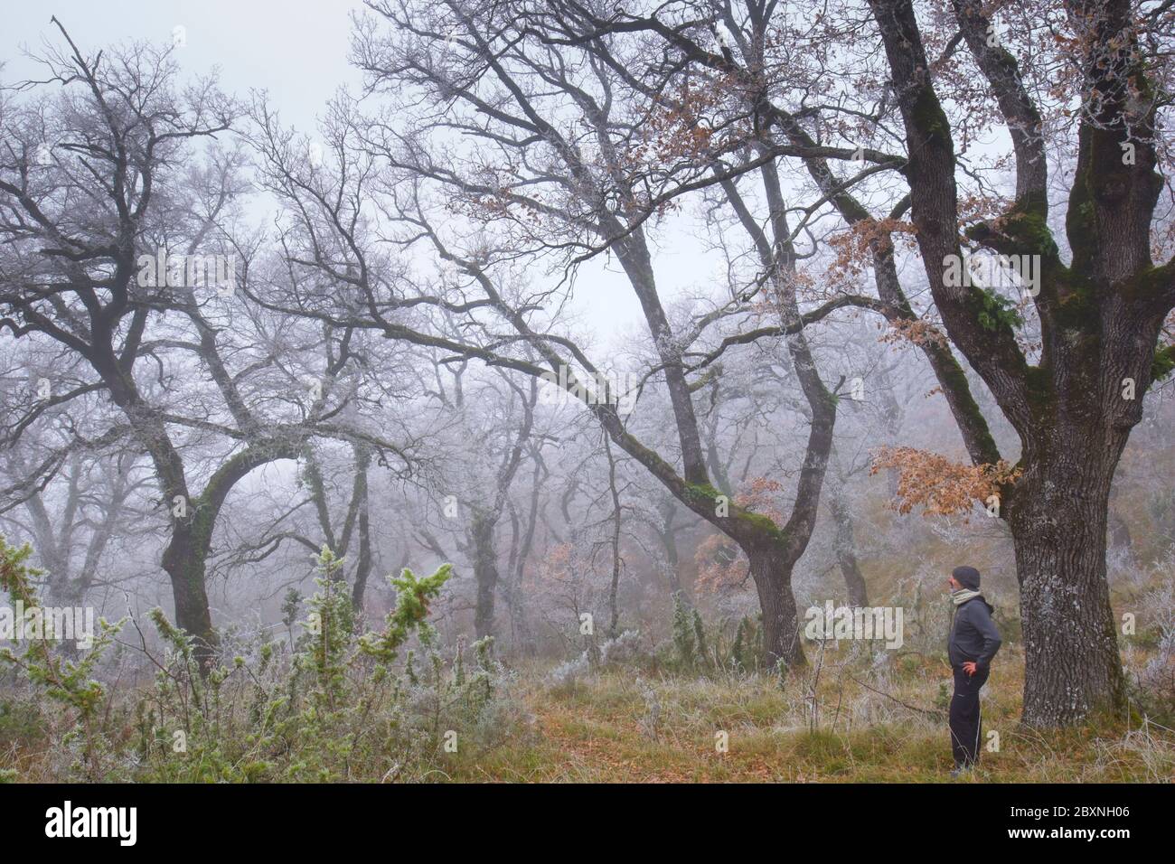 Uomo in una foresta di querce. Foto Stock