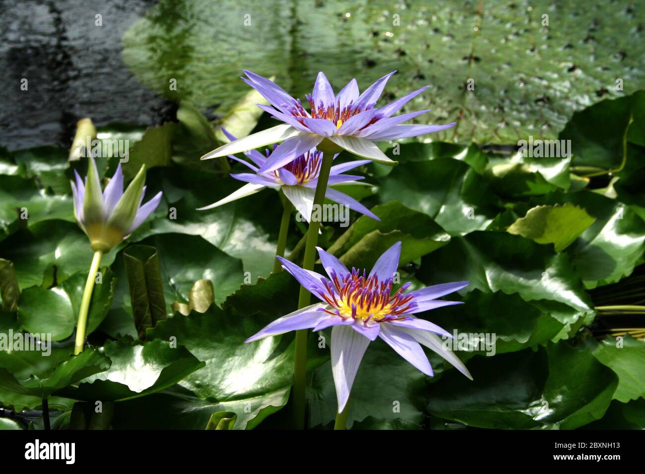 Ninfee Nymphaea caerulea Foto Stock