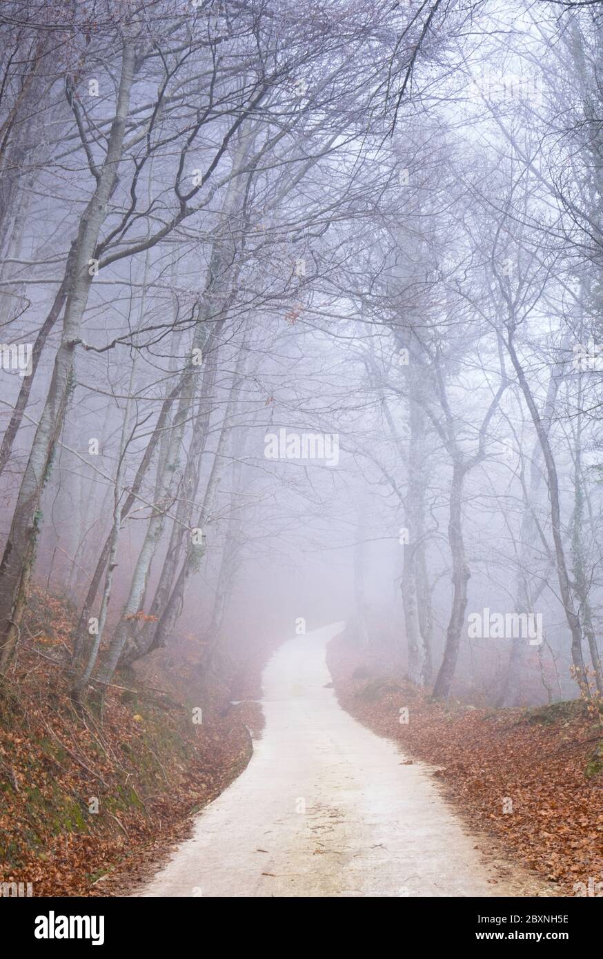 Faggeta e sentiero con nebbia. Foto Stock