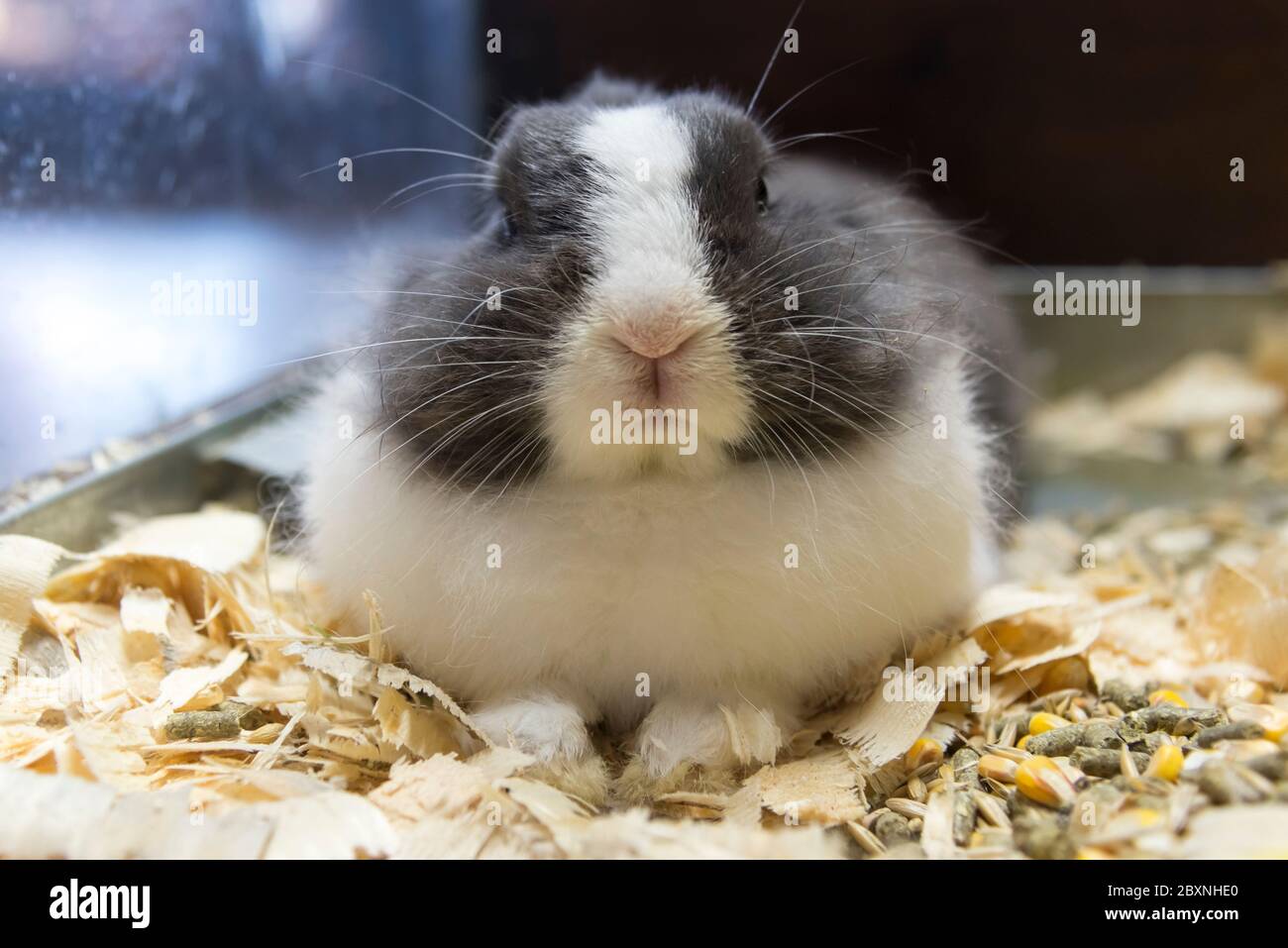 Il coniglio bianco e grigio grande con un naso dolce giace in una maglia di vetro Foto Stock