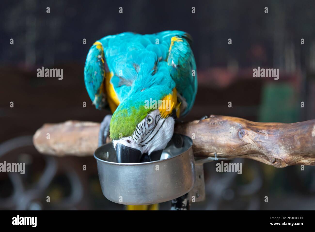 Un macaw di pappagallo luminoso si siede su un ramo e mangia da un piatto Foto Stock