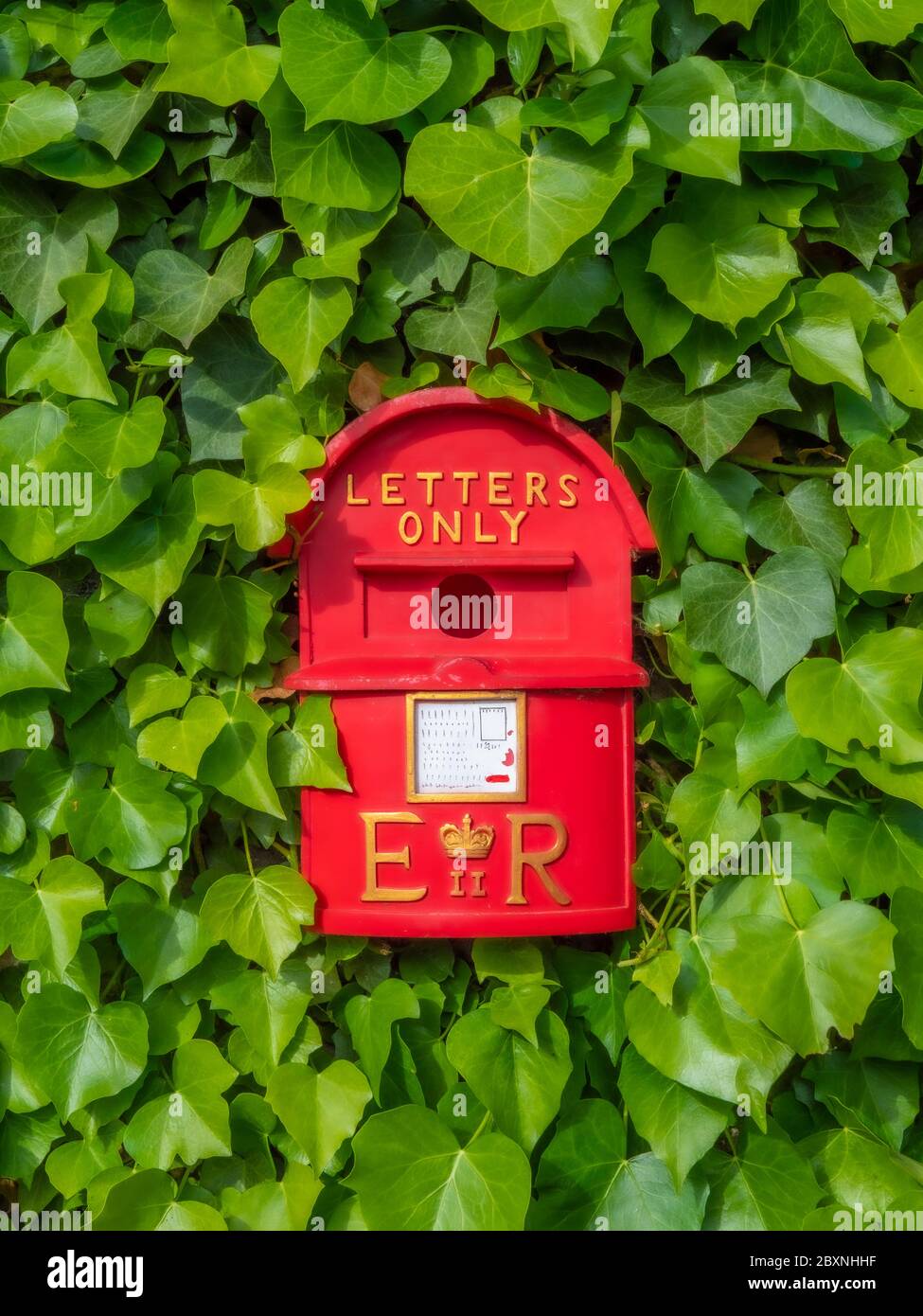 Novita' scatola di uccelli rossi con foro di accesso centrale, simile ad una scatola postale britannica, per nidificazione / allevamento, appesa su una parete di giardino, circondata da edera verde. Foto Stock