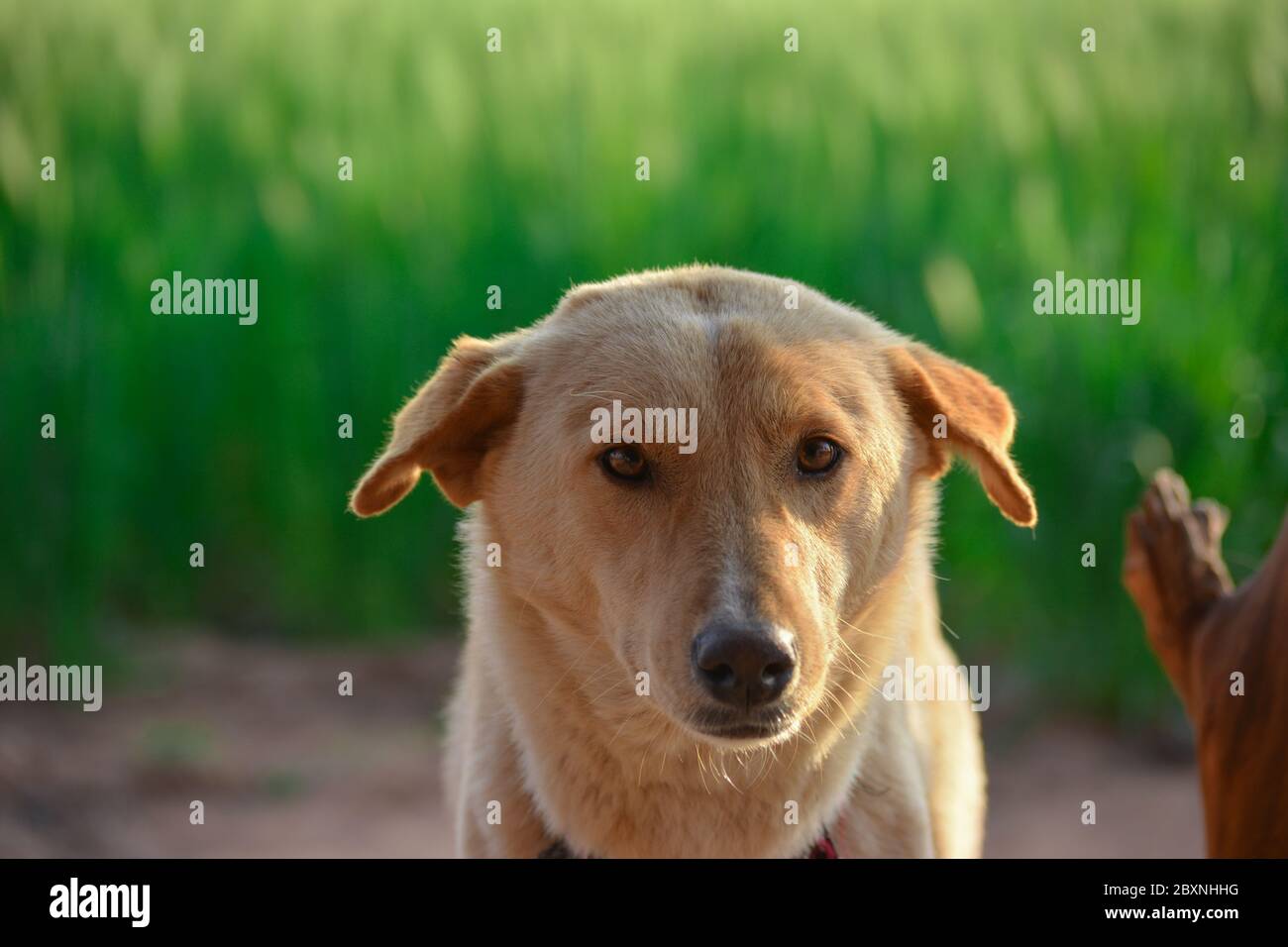 Ritratto incredibile di giovane cane durante il tramonto. Questo è un animale domestico di famiglia molto amorevole e meraviglioso. Foto Stock