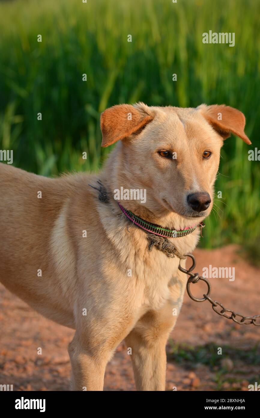 Ritratto incredibile di giovane cane durante il tramonto. Questo è un animale domestico di famiglia molto amorevole e meraviglioso. Foto Stock
