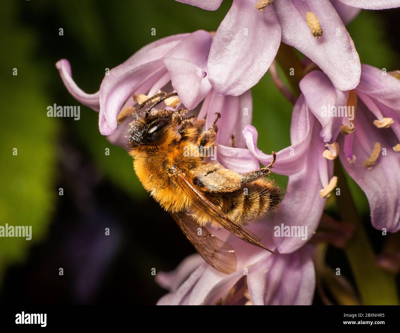 Fiore di pollinazione dell'ape del busto a Cheshire, Inghilterra, Regno Unito Foto Stock