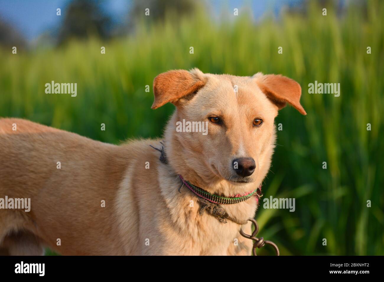 Ritratto incredibile di giovane cane durante il tramonto. Questo è un animale domestico di famiglia molto amorevole e meraviglioso. Foto Stock