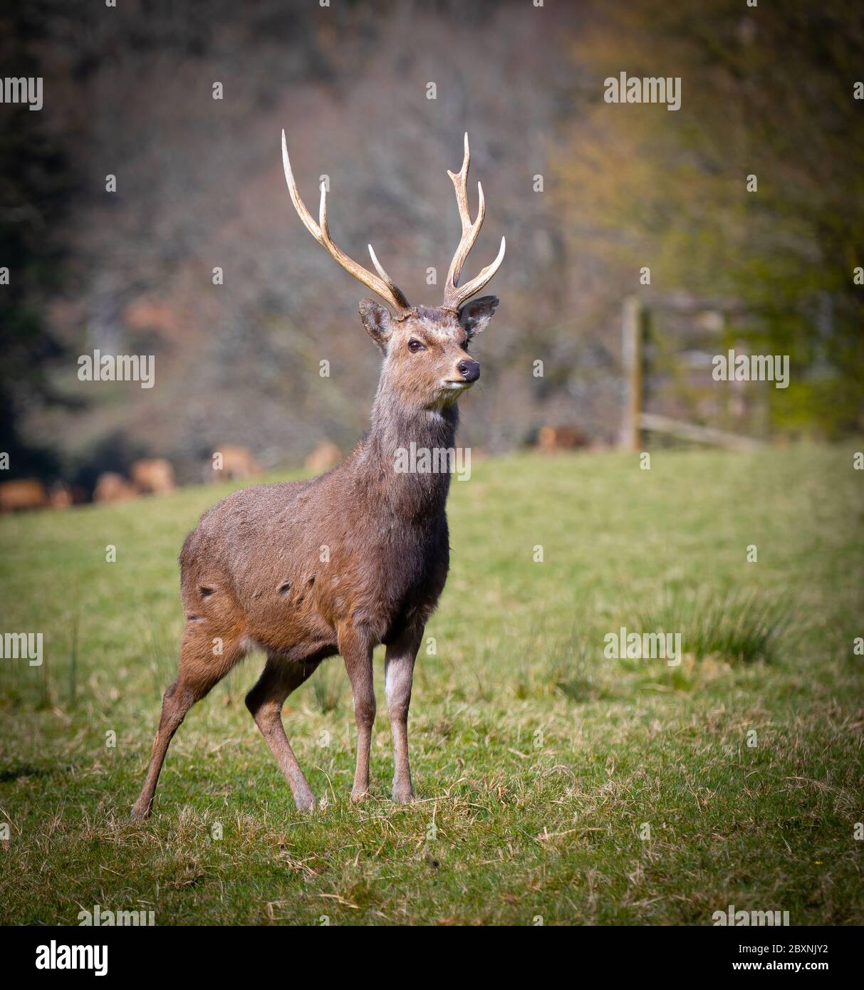 Red Deer sulla tenuta Melbury Osmund Foto Stock