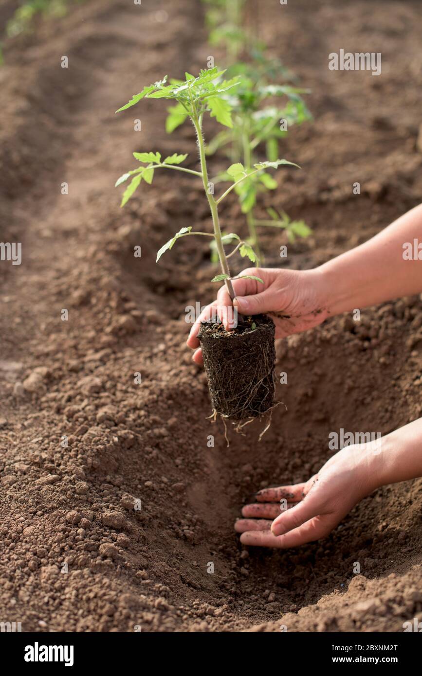 Le mani femminili seminando nuova pianta di pomodoro con radice in un orto prevale la radice Foto Stock