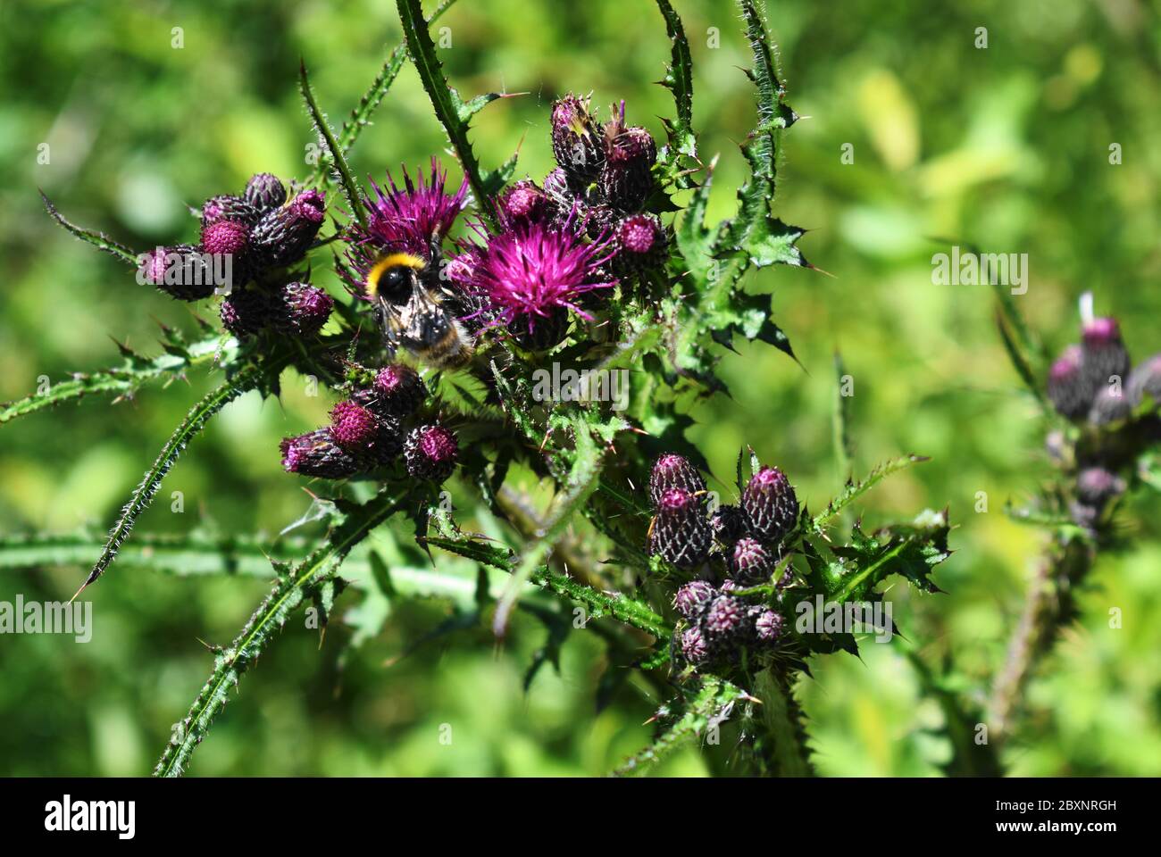 Bumblebee su fiori di cardo viola e foglie di riccio con sfondo sfocato Foto Stock
