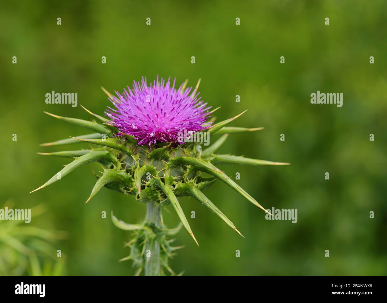 Primo piano di un Thistle latte - Silybum marianum, conosciuto anche come Maria o Tistle Santo, che cresce selvaggio in Portogallo. Fuoco poco profondo selettivo. Foto Stock