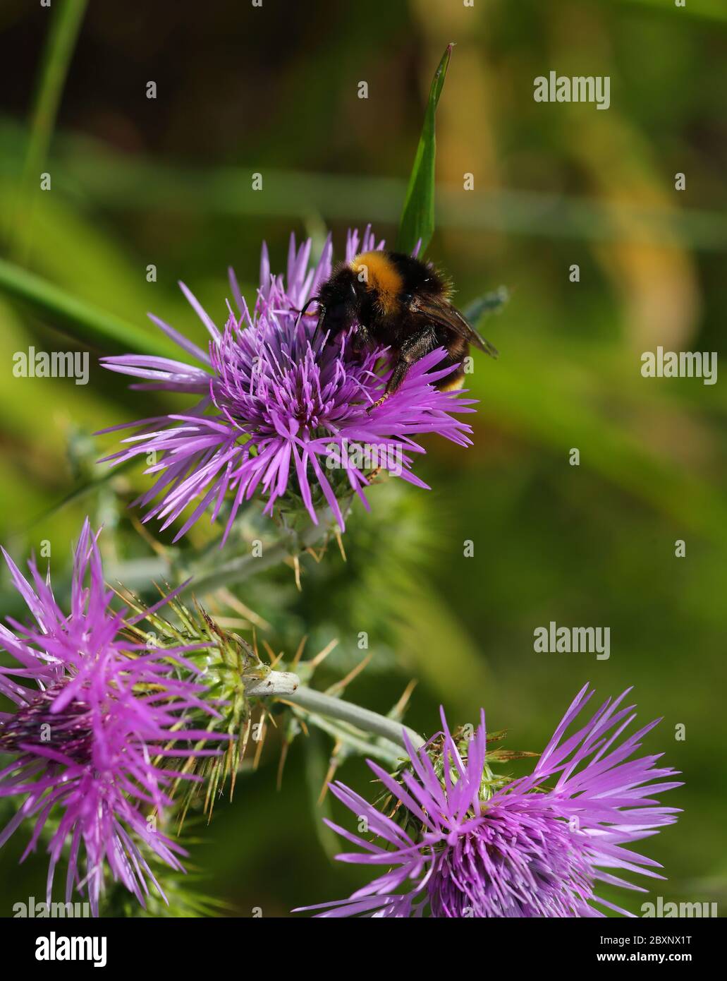 Primo piano di un'ape di Bumble, bombus terrestris lusitanicus su un Thistle di Fewleaf (Cirsium remotifoilum). Portogallo. Fuoco poco profondo selettivo. Foto Stock