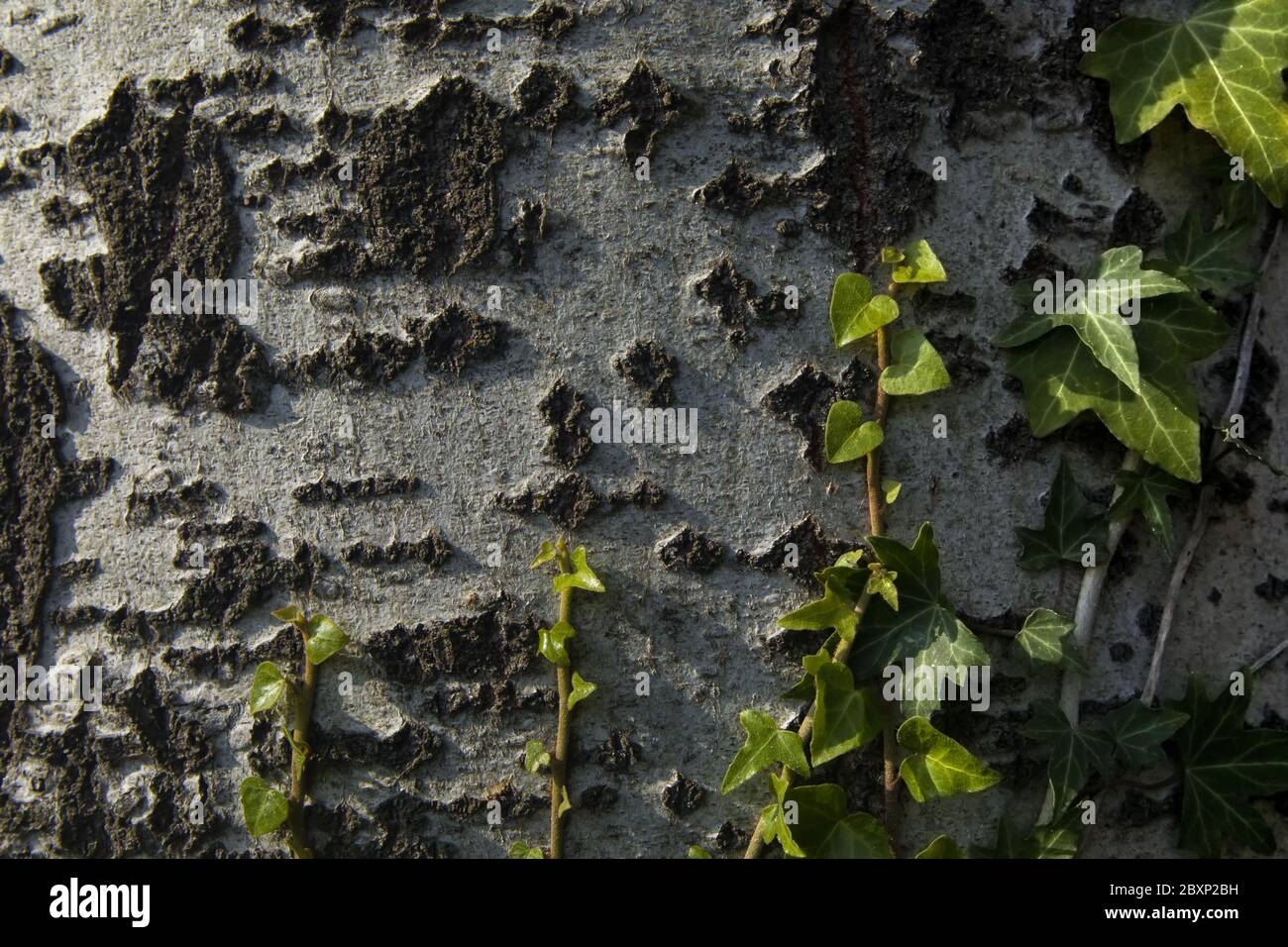 Ivy in foglie - impianto di arrampicata su un tronco d'albero con luce scarsa al tramonto Foto Stock