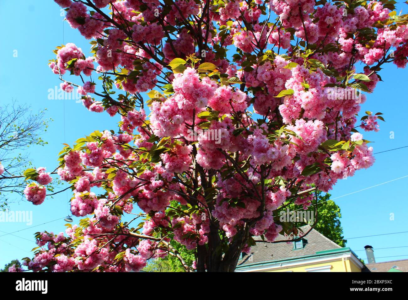 albero fiorito di ciliegio rosa con cielo blu, fiori rosa sakura, primavera con bellissimi fiori di ciliegio Foto Stock