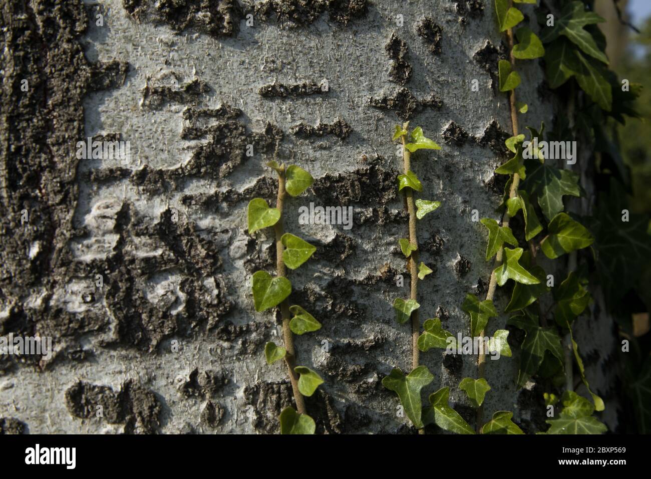 Ivy in foglie - impianto di arrampicata su un tronco d'albero con luce scarsa al tramonto Foto Stock