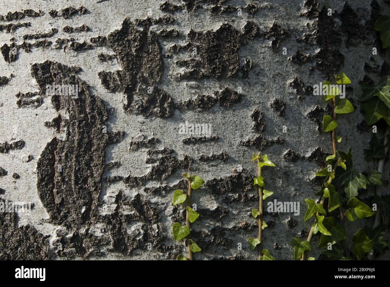 Ivy in foglie - impianto di arrampicata su un tronco d'albero con luce scarsa al tramonto Foto Stock